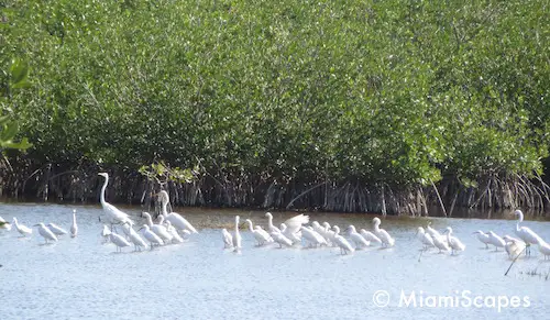 Marsh Trail Birds