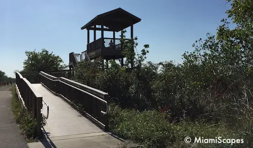 Marsh Trail Observation Tower