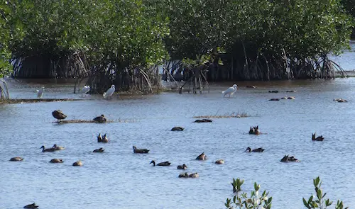 Marsh Trail Birds