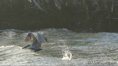 Brown Pelican Fishing by the shallow waters of the 10000 Islands