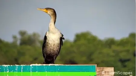 Cormorant at water marker at the 10000 Islands