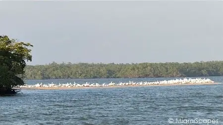 Flock of wintering White Pelicans at the 10000 Islands