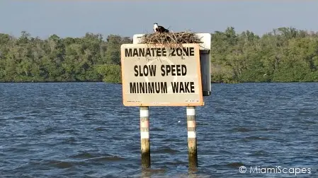 Manatee Zone at 10000 Islands