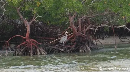 Red Mangrove estuaries of the 10000 Islands