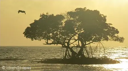 Sunset at the 10000 Islands