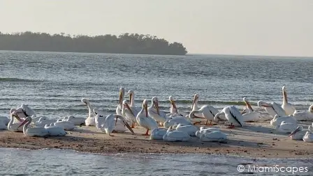 Flock of Migrating White Pelicans  at the Ten Thousand Island National Wildlife Refuge