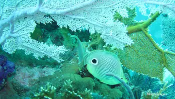 Snorkeling the coral reefs at Biscayne Park