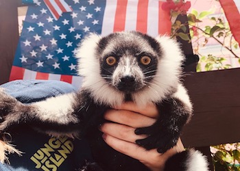 Lemur Celebration 4th of July at Jungle Island Lemur Celebration 4th of July at Jungle Island