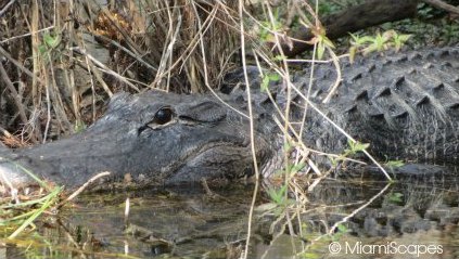 Alligator at Big Cypress National Preserve