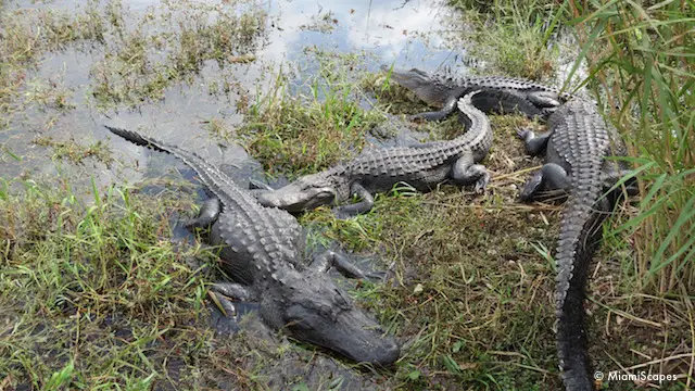 Alligators by water hole at Anhinga Trail