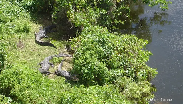 Alligators by the Tower waterhole in Shark Valley