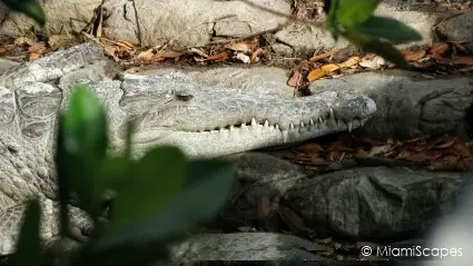 American Crocodile at Flamingo Marina