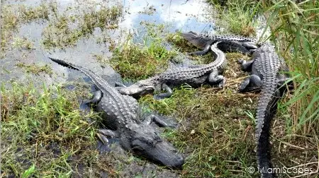 Alligators by the Anhinga Trail