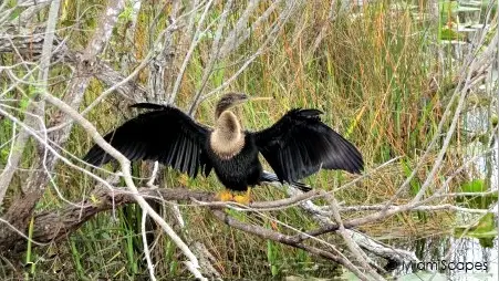 Anhinga drying wings by the Anhinga Trail