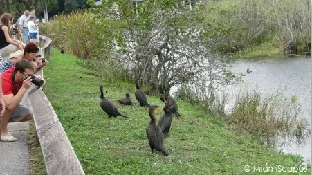 Cormorants by the Anhinga Trail