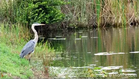 Great Blue Heron by the Anhinga Trail Great Blue Heron by the Anhinga Trail
