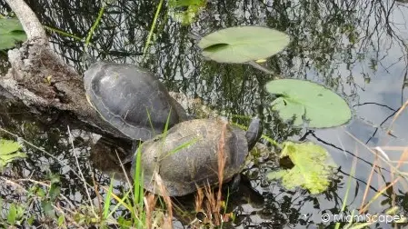 Turtles by the Anhinga Trail Turtles by the Anhinga Trail