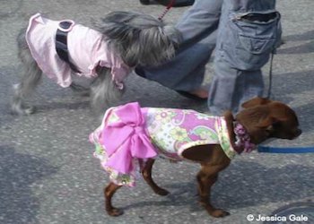 Arf Deco Dog Parade