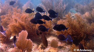 Snorkeling the Looe Key Marine Sanctuary