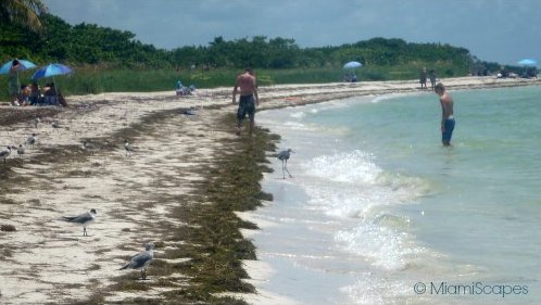 Seaweed washes off the beaches at Bahia Honda provide habitat for shore birds