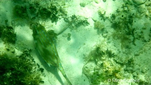 Seaweed washes off the beaches at Bahia Honda provide habitat for shore birds