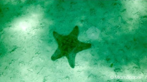 Seaweed washes off the beaches at Bahia Honda provide habitat for shore birds