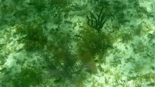 Seaweed washes off the beaches at Bahia Honda provide habitat for shore birds