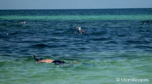 Snorkeling at Bahia Honda provide habitat for shore birds