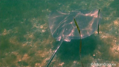 Spotting Stingrays while snorkeling at Bahia Honda