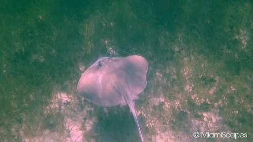 Spotting Stingrays while snorkeling at Bahia Honda