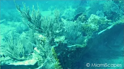 Key Largo Scuba Diving - Benwood Wreck: seafans and coral growth