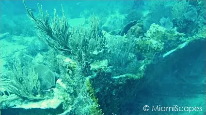 Key Largo Scuba Diving - Benwood Wreck: seafans and coral growth Key Largo Scuba Diving - Benwood Wreck: seafans and coral growth