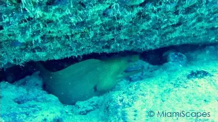 Key Largo Scuba Diving - Benwood Wreck: a Green Moray underneath the wreck