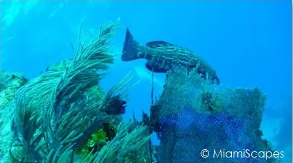 Key Largo Scuba Diving - Benwood Wreck: a Grouper cruising by