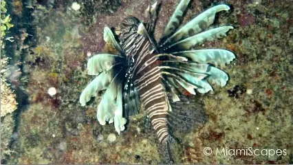 Key Largo Scuba Diving - Benwood Wreck: a lion fish Key Largo Scuba Diving - Benwood Wreck: a Lion Fish hides in one of the many wreck's crevices