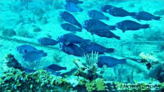 Key Largo Scuba Diving - Benwood Wreck: Schooling Blue Parrot Fish