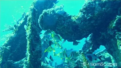 Key Largo Scuba Diving - Benwood Wreck: Schooling Pork Fish Key Largo Scuba Diving - Benwood Wreck: Schooling Pork Fish