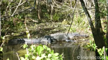 HP Williams Roadside Park at Big Cypress Preserve