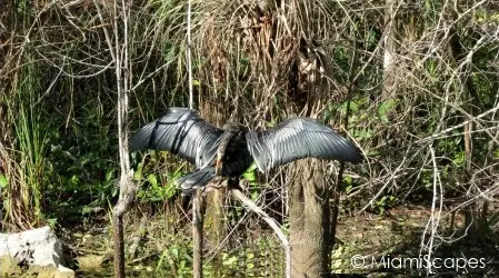 Anhinga at HP Williams Roadside Park at Big Cypress Preserve