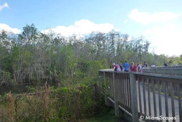 HP Williams Roadside Park at Big Cypress Preserve