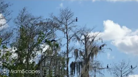 Cormorants at HP Williams Roadside Park at Big Cypress Preserve