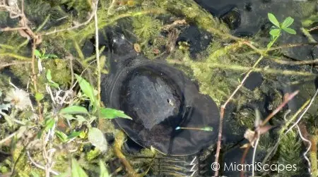 Turtle at HP Williams Roadside Park at Big Cypress Preserve