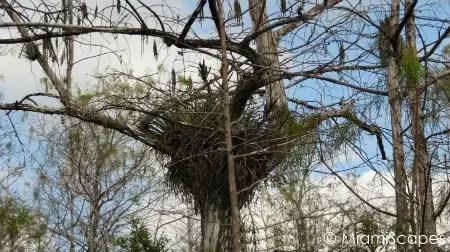 Air plants on trees at Kirby Storter at Big Cypress Preserve