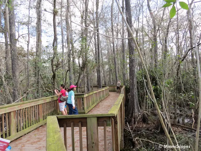 The boardwalk at Kirby Storter at Big Cypress Preserve