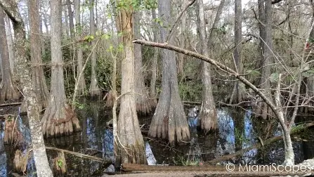 Bald Cypress Swamp at Kirby Storter at Big Cypress Preserve