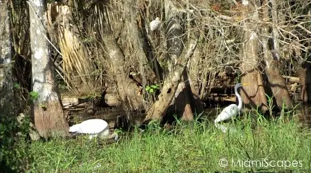 Wading Birds at Pond at Kirby Storter at Big Cypress Preserve