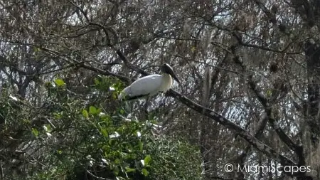 Wood Stork at Pond at Kirby Storter at Big Cypress Preserve