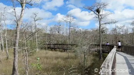 Boardwalk through sawgrass prairie at Kirby Storter at Big Cypress Preserve