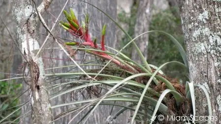 Wild Flowers, Bromeliad at Kirby Storter at Big Cypress Preserve