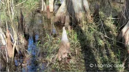Air plants on trees at Kirby Storter at Big Cypress Preserve